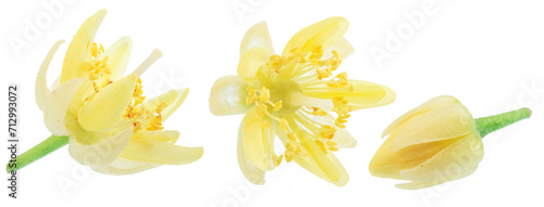 Collection of linden flowers, tilia bracts and leaves isolated on white background. File contains clipping paths.