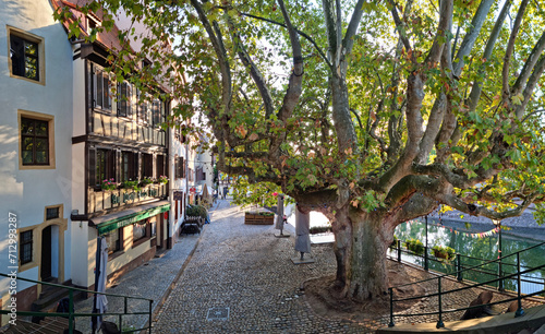 Old tree in the street of the old town in Strasbourg  La Petite France  Strasbourg.