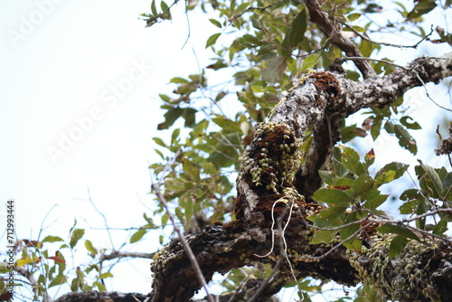 wild tree