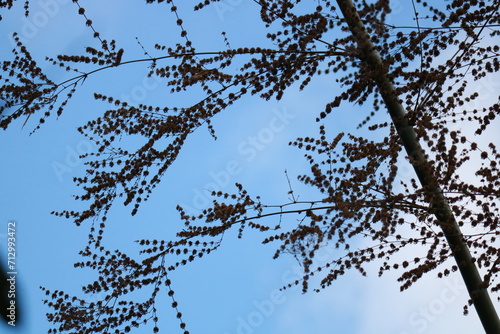 branches of bamboo against the sky
