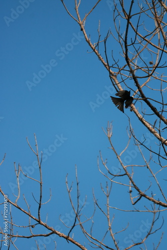bird wiith wing