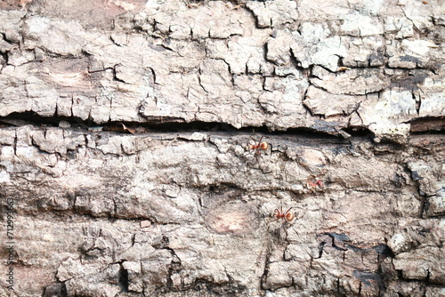 bark of a tree