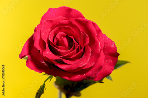 Red tea rose on a yellow background