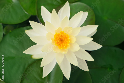 Egyptian lotus  Nymphea lotus  flowers blooming above the green lotus leaves in the lotus pond.