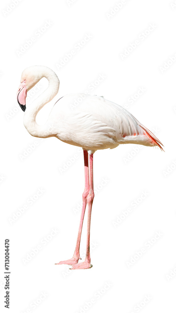 Obraz premium white flamingo isolated