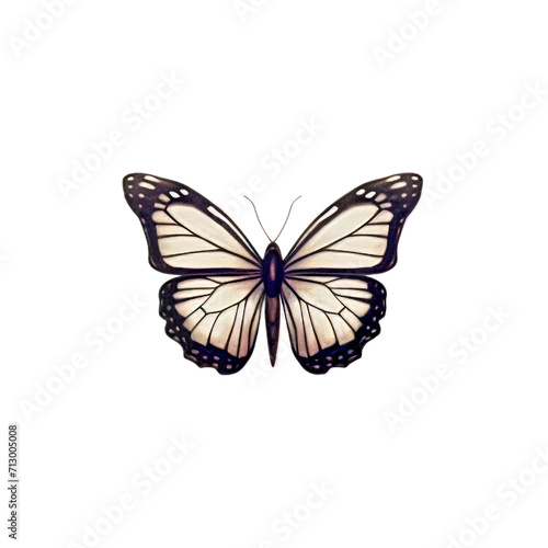 Butterfly insect orange white blue color