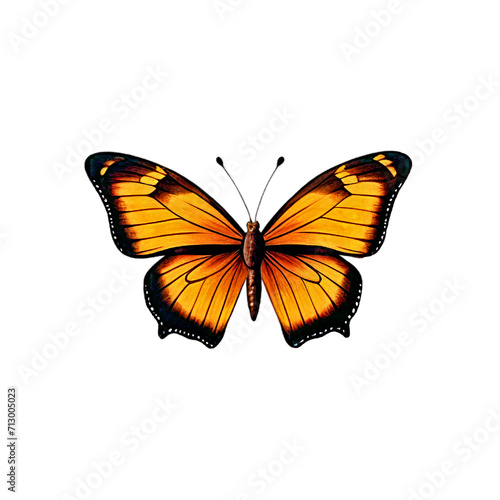 Butterfly insect orange white blue  color