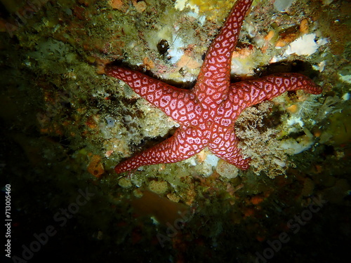 red sea star