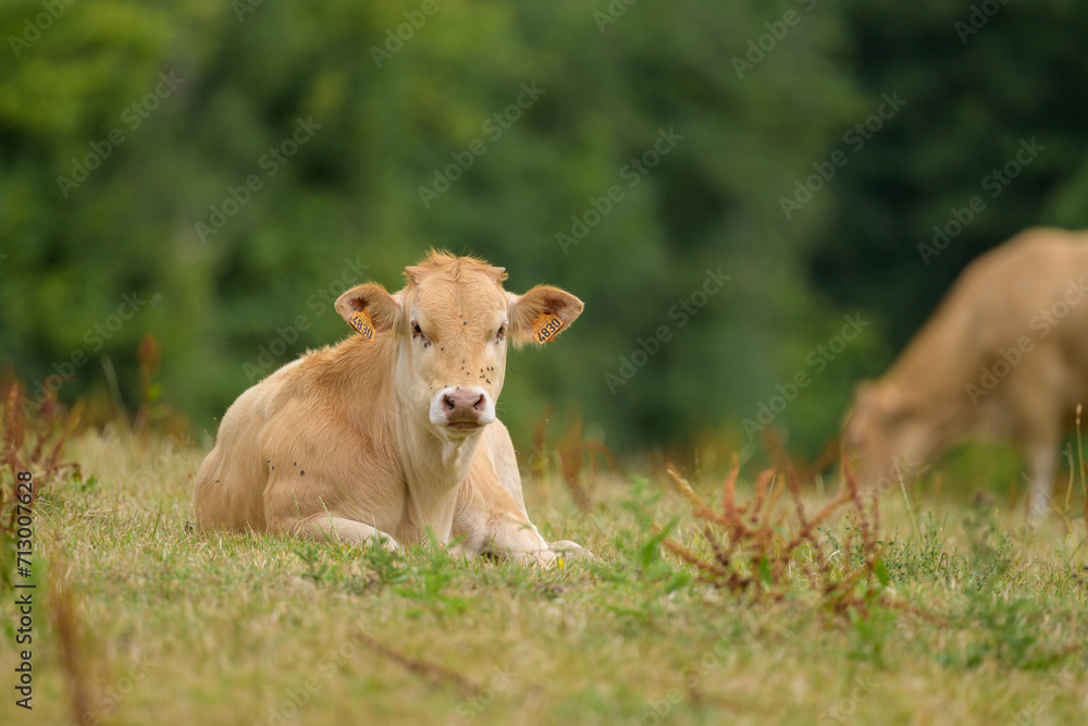 A brown cow resting on a meadow