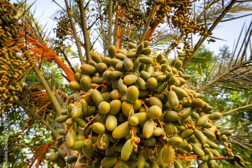 Dates on a phoenix dactylifera commonly known as the date palm. Marrakech or Marrakesh, Morocco. photo