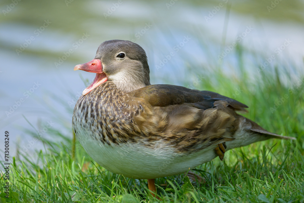 Fototapeta premium A Mandarin Duck standing on a meadow