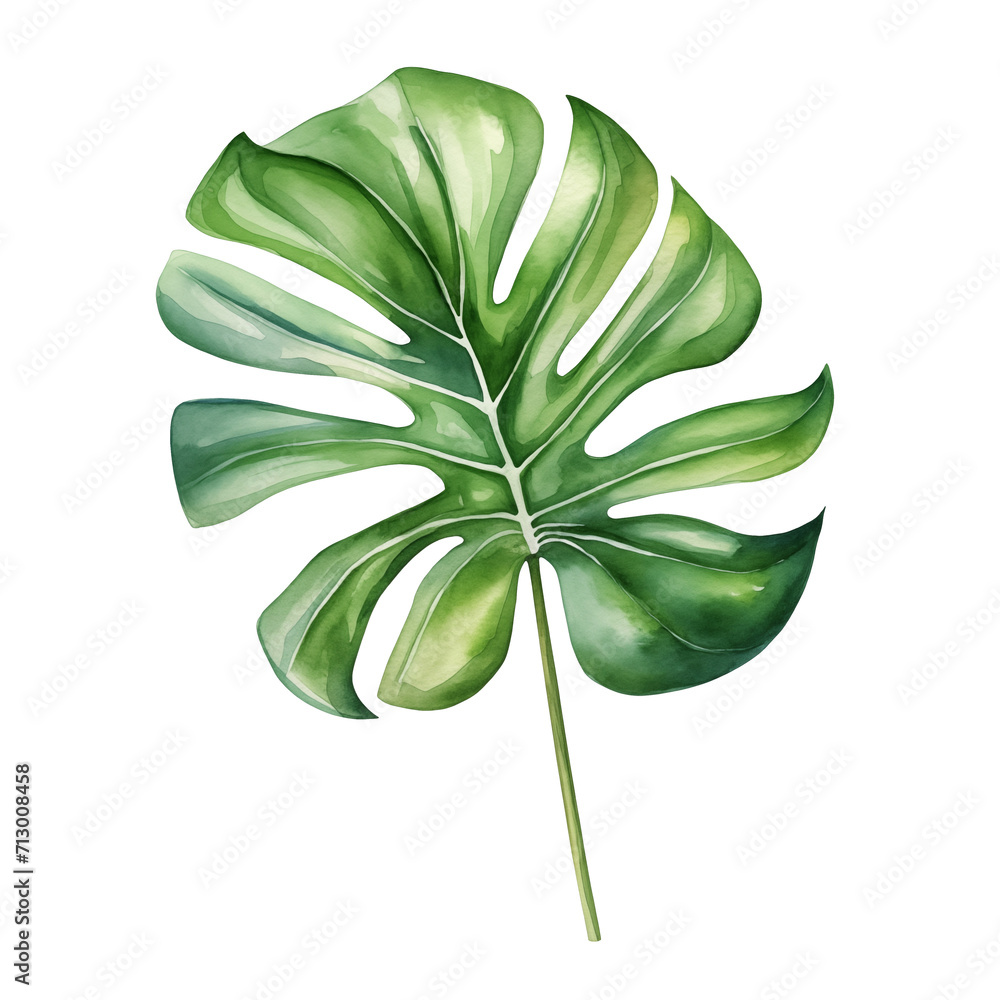 Fototapeta premium Monstera leaf watercolor, Tropical leaf watercolor illustration clipart isolate on transparent background