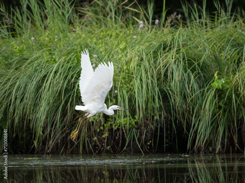 A little egret on a sunny day in summer photo