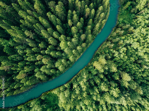 Aerial view of green forest trees and river flowing through the woods