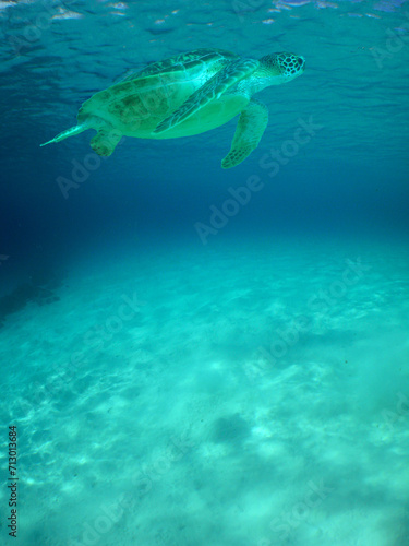 a green turtle swimming in the caribbean sea © gustavo