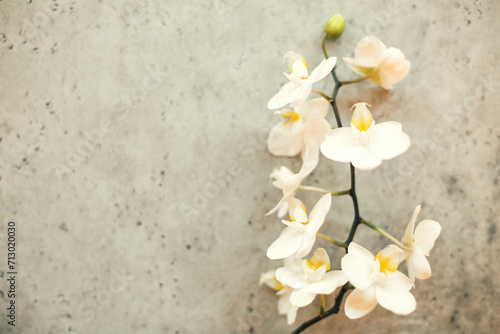 Elegant orchid twig with flowers