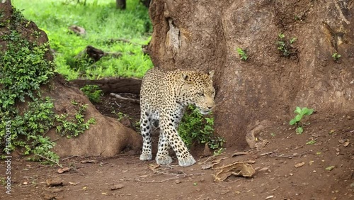 Leopard Jumping Into Tree and Pulling Out Impala Carcass From Hole photo