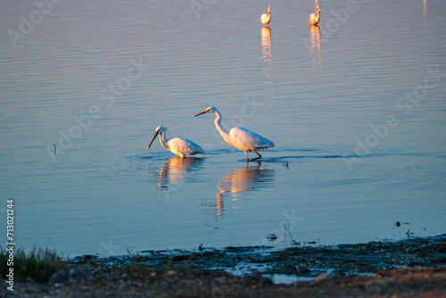 Fototapeta Naklejka Na Ścianę i Meble -  in izmir sasalı bird paradise, flamingos, pelicans, egrets, grey herons, sand birds, cormorants are feeding wildly