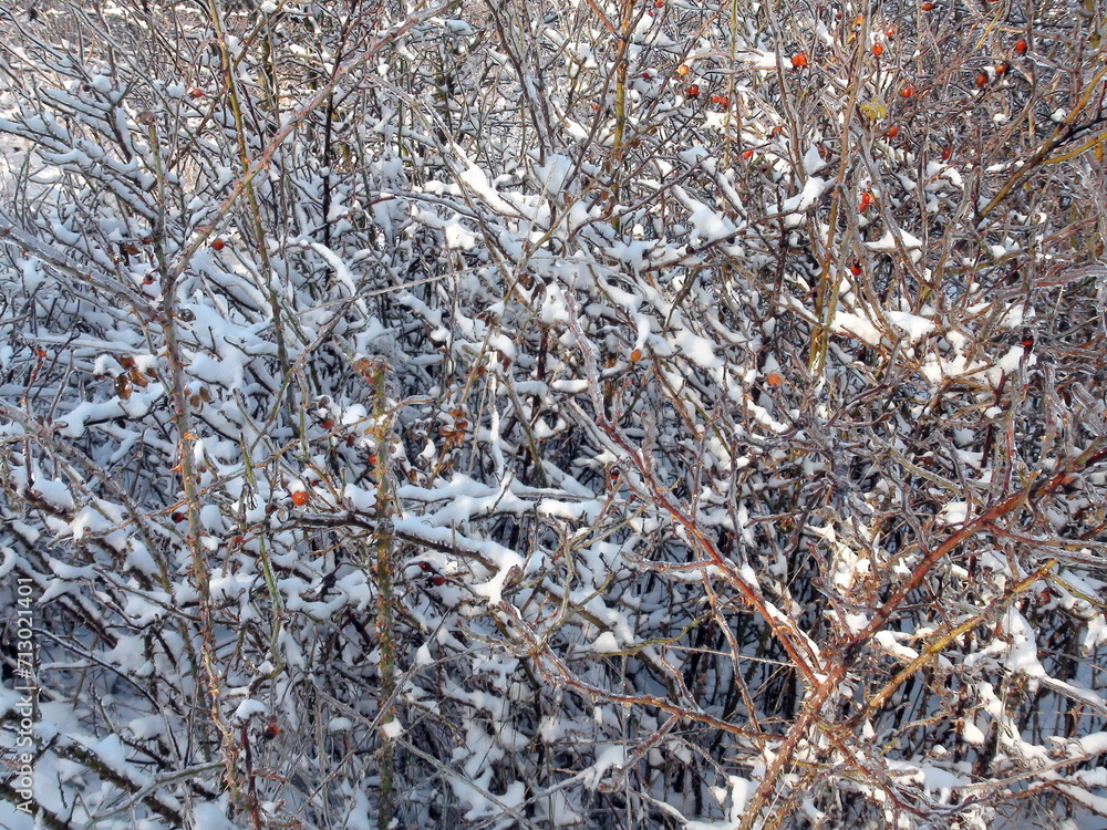 Impenetrable rose bushes in steppe forest strips are decorated with red berries framed by a snow cover. Impenetrable rose bushes in steppe forest strips are decorated with red berries framed by a snow cover.