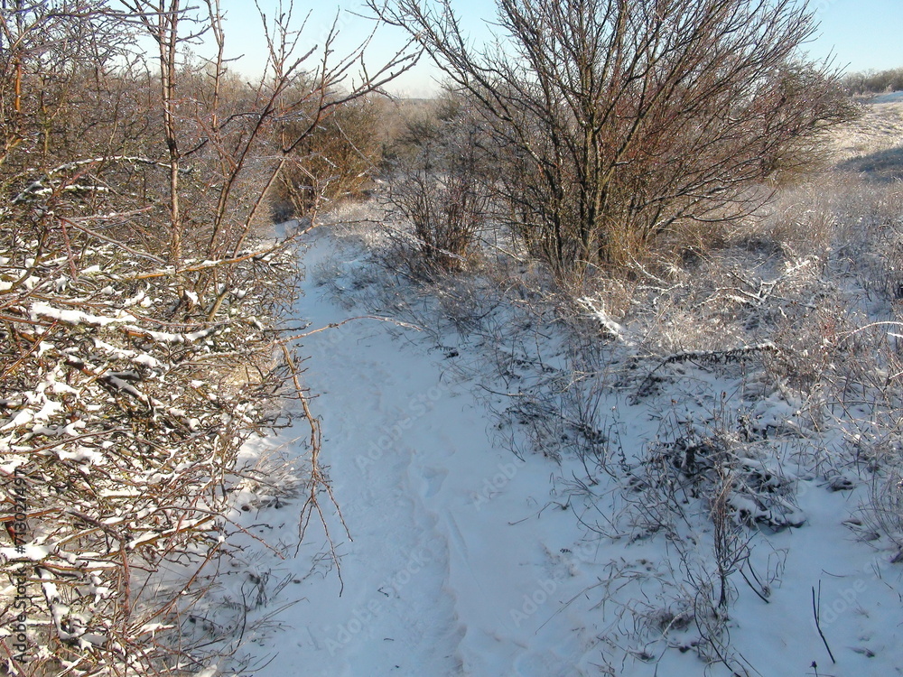 Descent into the impenetrable thicket of the forest along an inconspicuous path through the frozen branches of the wild bushes of the steppe forest strip.
