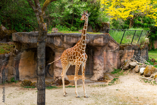 Photography Beautiful Tall Giraffe in the Wildlife Park Zoo
