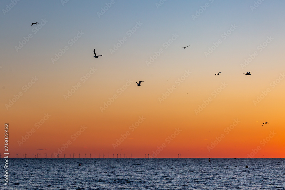 Seagulls in flight over the ocean at sunset, at Brighton in Sussex
