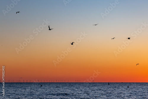 Seagulls in flight over the ocean at sunset, at Brighton in Sussex