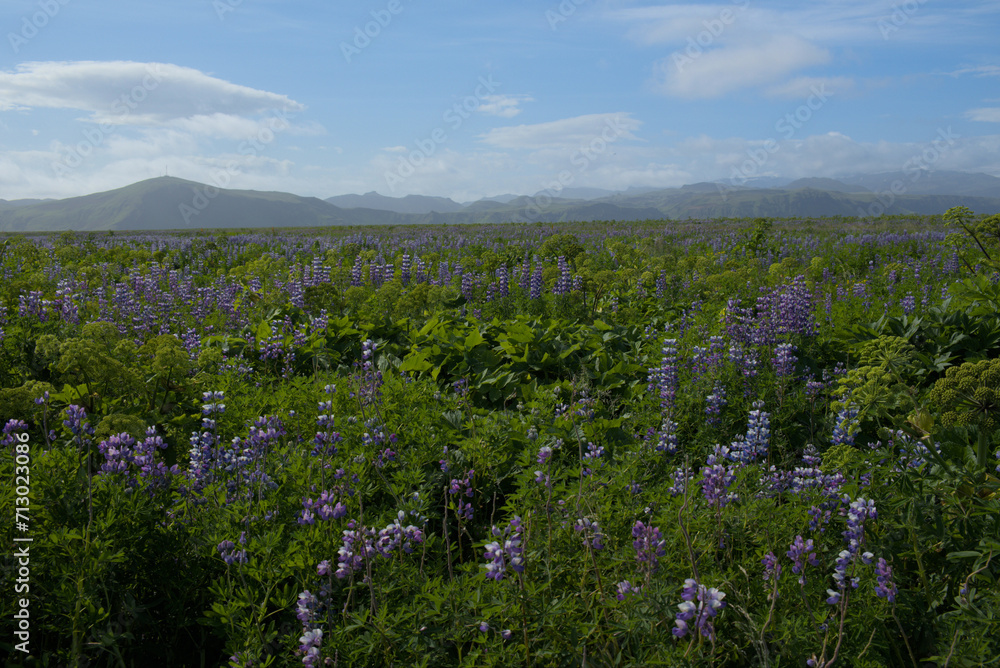 Prado verde con flores violetas