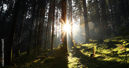  Beautiful morning sun rays in mossy forest landscape.