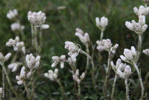 In a field, white flowers of Antennaria dioica (L.) Gaertn stand tall, delicate petals shimmering in the sunlight