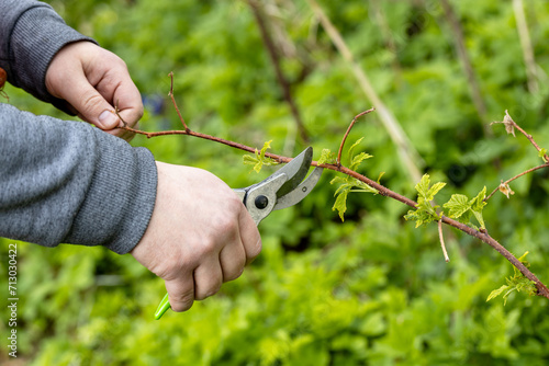 A gardener manually cuts a raspberry bush with a bypass pruner. Pruning of raspberry and blackberry bushes with bypass secateurs. Dacha and vegetable garden, gardening, bush care. photo