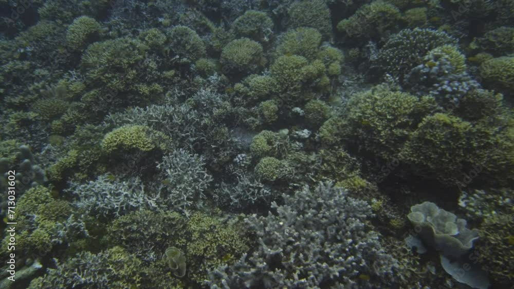 Amazing underwater view of huge expanse of multicolored corals in the ocean Amazing underwater view of huge expanse of multicolored corals in the ocean