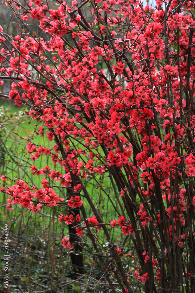 Cydonia or Chaenomeles japonica bush with red flowers. Japanese quince  bush in bloom on springtime