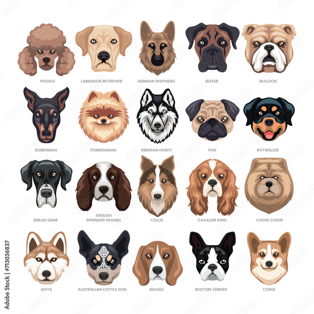 Different types of dog head set collection, Domestic dog breeds and hybrids, cartoon dog faces avatar, vector illustration, suitable for education poster infographic guide catalog, flat style.