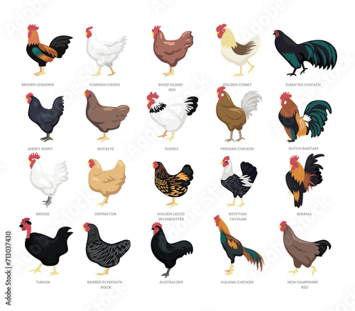 Different types of chicken set collection, breeds of domestic chicken cartoon, hen poultry farming, vector illustration, suitable for education poster infographic guide catalog, flat style.