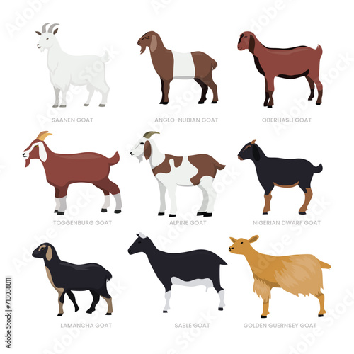 Different types of goat set collection, breeds of domestic goat cartoon, dairy farming, kid goat vector illustration, suitable for education poster infographic guide catalog, flat style