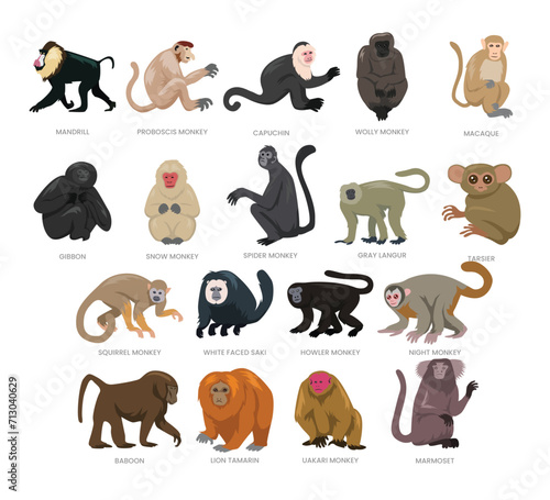 Different types of monkey set collection, breeds of domestic monkey cartoon, primate jungle conservation, monkey vector illustration, suitable for education poster infographic guide catalog,flat style