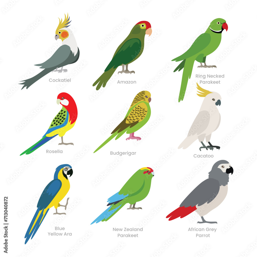 Different types of parrot set collection, breeds of domestic parrot