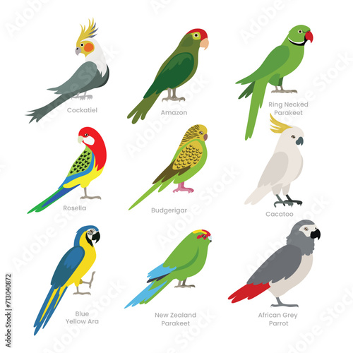 Different types of parrot set collection, breeds of domestic parrot cartoon, rainforest amazon jungle, parrot vector illustration, suitable for education poster infographic guide catalog, flat style.