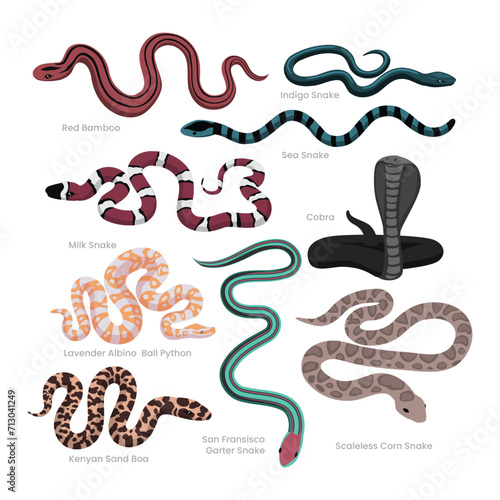 Different types of snakes set collection, decorative poisonous reptiles snake cartoon, crawling animals, vector illustration, suitable for education poster infographic guide catalog, flat style.
