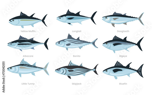 Different types of tuna fish set collection, various domestic tuna cartoon, marine sea underwater animals, vector illustration, suitable for education poster infographic guide catalog, flat style.