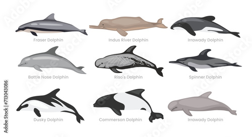 Different types of dolphin set collection cartoon, swimming mammals underwater animals fish, vector illustration, suitable for education poster infographic guide catalog, flat style.