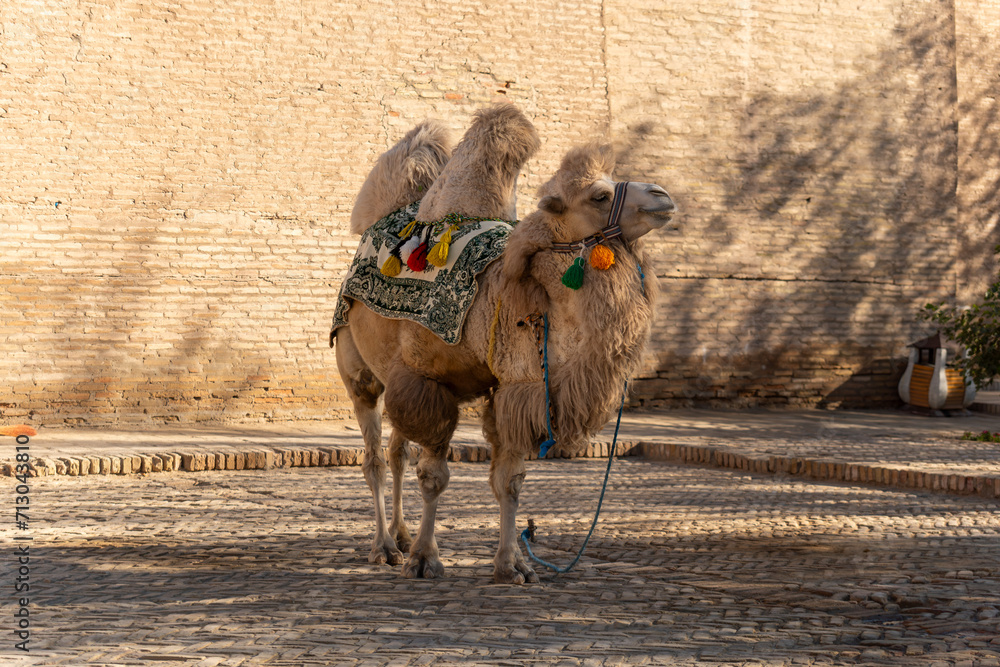 Naklejka premium Bactrian Camel Camelus bactrianus poses in small square in Khiva, Uzbekistan