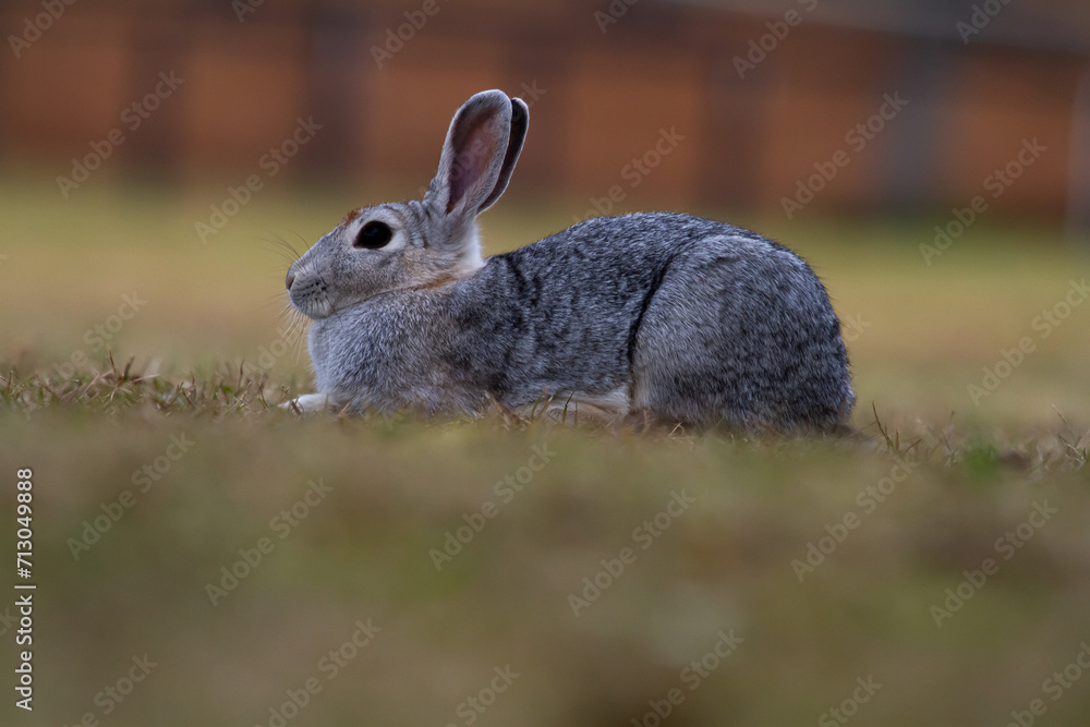 Fototapeta premium Gray bunny