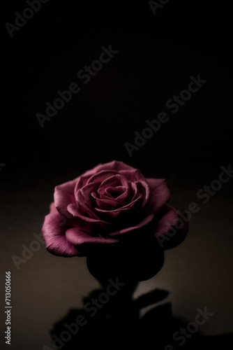 黒背景ピンクのバラ