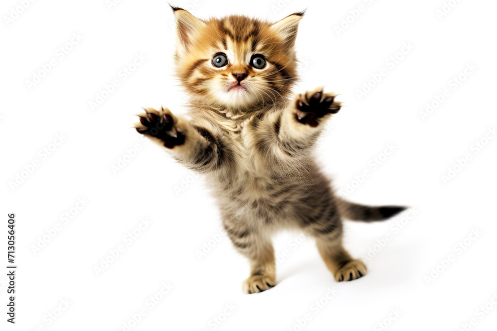 A small beautiful kitten plays happily in a jump, white background isolate.