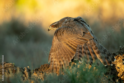 Female Northern goshawk guarding its food in a Mediterranean oak forest with the last light of the afternoon