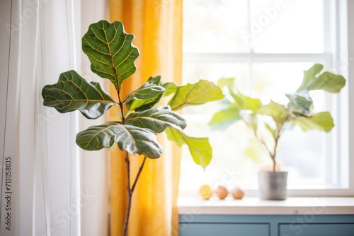 a fiddle leaf fig by a sunny window with sheer curtains photo
