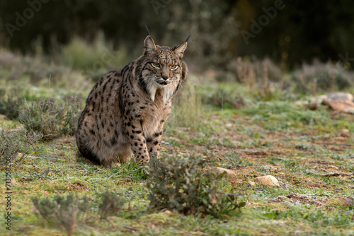 Adult female Iberian Lynx in her territory in the first light of sunrise on a cold winter day in a Mediterranean forest © Jesus