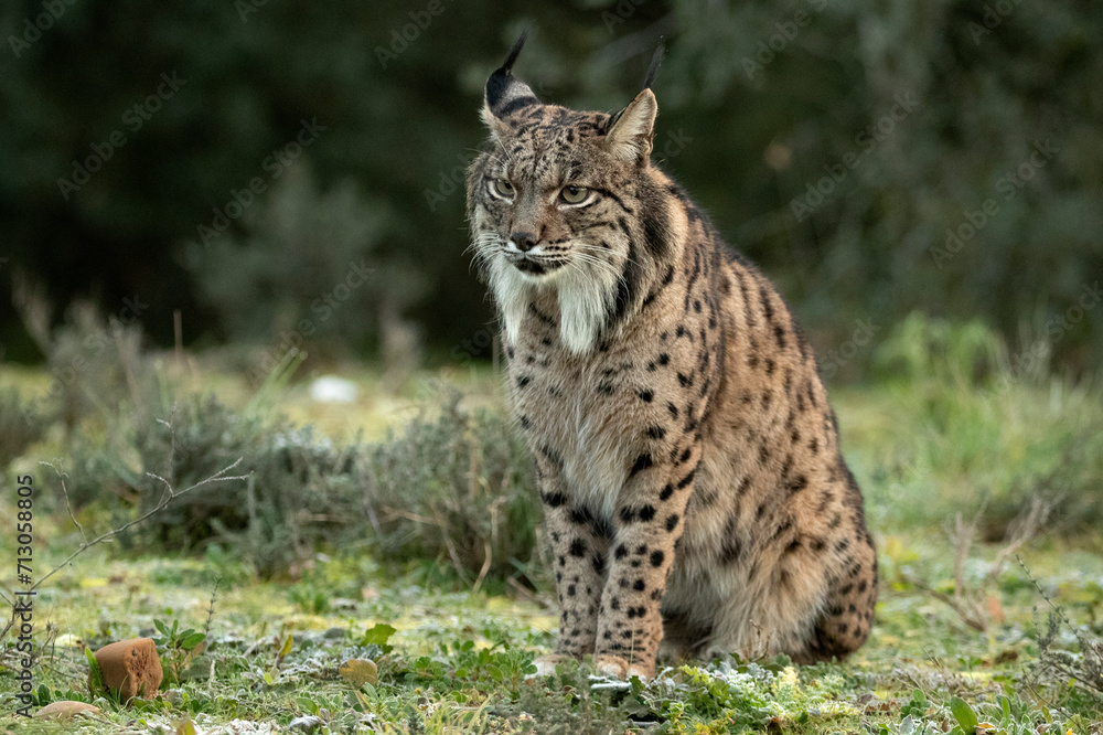 Adult male Iberian Lynx in a Mediterranean oak forest at first light on a cold winter day Adult male Iberian Lynx in a Mediterranean oak forest at first light on a cold winter day